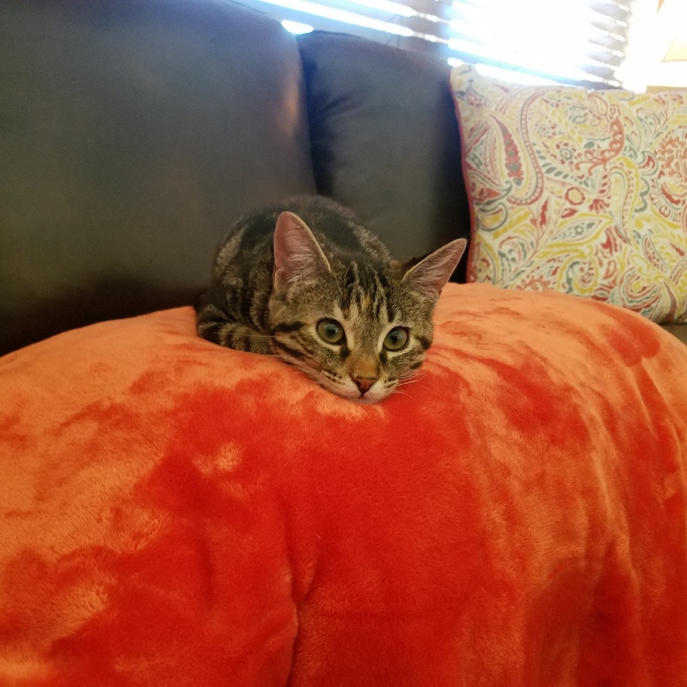 Meet your Posher, Mimi